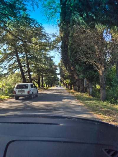 The image captures a view from a vehicle driving down a tree-lined road in an unknown city in Abkhazia. The road is paved and appears to be a two-lane street. On the left side of the road, there are tall, slender trees with lush green foliage, casting shadows on the pavement. A white SUV is parked on the left side of the road, facing away from the camera, with its license plate visible as "C 900 AA". Further down the road, other vehicles are visible in the distance. On the right side of the road, a dense line of tall cypress trees creates a distinct border. The sky above is a clear, bright blue. The overall impression is a scenic drive through a verdant landscape on a sunny day.