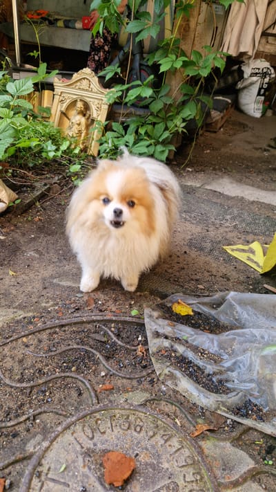 A small, fluffy Pomeranian dog with tan and white fur stands on a dirt and gravel surface in what appears to be an outdoor area. The dog is facing the camera with its mouth open, appearing to be panting or barking. Behind the dog, there are green leafy plants, a decorative golden statue in a frame, and some discarded items including a white bag and a piece of yellow material. In the foreground, a metal circular object with inscribed numbers is visible, partially covered by dirt and debris. The scene suggests a somewhat neglected or cluttered outdoor space, possibly a backyard or alleyway in Riga, Latvia.