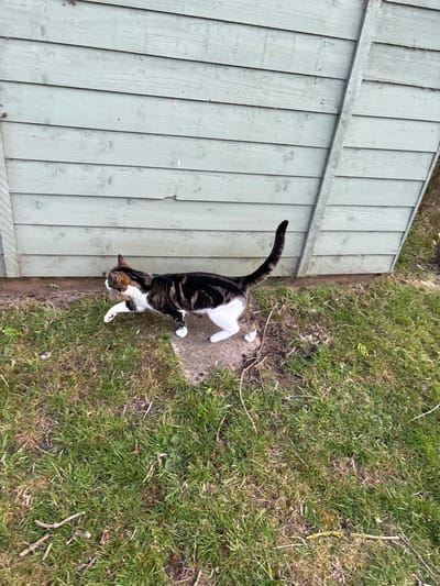 From an overhead perspective, a black and white tabby cat stands on a square stone next to a light green wooden fence and green grass. The cat faces towards the viewer, its tail curved upward. The fence is composed of vertical planks. The grass appears patchy with some bare spots.
