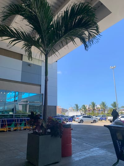 The image captures a sunny outdoor scene in Pampatar, Venezuela, likely near a commercial establishment. In the foreground, a tall potted palm tree stands in a gray concrete planter, its fronds reaching towards the upper left of the frame, partially obscuring a modern building's architectural overhang. To the left of the palm tree, a glass-fronted building displays reflections of interior lights and the surrounding environment. Rows of blue-topped shopping carts are visible in front of this building.
Further into the scene, a gray paved area, presumably a parking lot, is visible. Several vehicles are parked, including a white sedan, a dark SUV, and a white truck. A tall lamppost with two lights stands on the right side of the frame. A person wearing a dark hooded jacket is walking away from the camera on the right side of the parking lot. In the mid-ground, a row of palm trees lines the horizon, with buildings of varying architectural styles behind them. The sky is a clear, bright blue. A red barrel is situated next to the potted palm. In the far right foreground, a shopping cart with a dark basket is partially visible.
