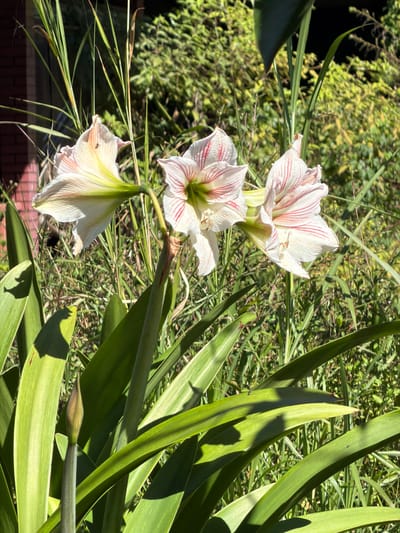 Three white amaryllis flowers with red stripes are in full bloom, set against a backdrop of lush green foliage and tall grass. A single flower bud is also visible. The flowers are positioned at varying heights, with the tallest bloom reaching towards the upper right of the frame. The sunlight casts shadows across the leaves and flowers, creating a dappled effect. The setting appears to be a garden or natural outdoor environment, possibly in Baturiti, Indonesia, given the tropical vegetation. The overall scene conveys a sense of natural beauty and tranquility.