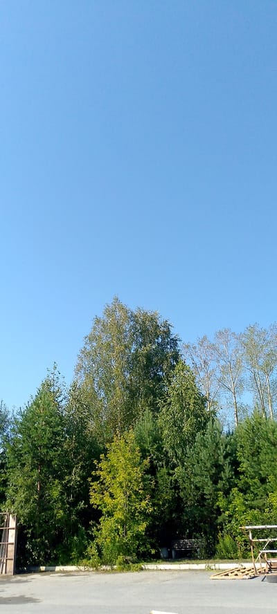 The image captures a sunny day in Zarechny, Russia, featuring a clear blue sky above a dense line of trees. The trees vary in species and height, with some appearing as tall pines and others as deciduous trees, including a prominent birch tree in the center. The foliage is a vibrant green, indicating a warm season. In the foreground, there is a paved area, likely a road or parking lot, with a concrete curb separating it from a grassy area where the trees are planted. To the left, a section of a metal fence or gate structure is visible, with vertical bars and a horizontal crossbar. To the far right, a wooden pallet and some lumber are stacked, suggesting a construction or storage area. The overall environment appears to be an outdoor, possibly semi-urban or park-like setting.