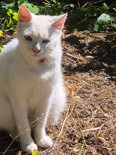 A white cat with blue eyes is sitting in the dirt and dry grass. The cat is facing forward and looking at the camera. The cat has pink ears and a small pink mark on its neck. The background is blurry and out of focus, but it appears to be a garden or park with green plants and trees. The lighting is bright, suggesting it is daytime. The cat's fur is short and appears to be well-groomed. The scene is likely outdoors in a natural setting.