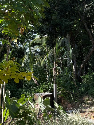 This is a vertical, eye-level shot of a lush garden in Arachikanda, Sri Lanka. The scene is dominated by dense foliage, with various shades of green indicating different types of plants, including palm fronds, large-leafed plants, and thinner, grass-like vegetation. Sunlight filters through the leaves, creating dappled patterns of light and shadow, suggesting it is daytime with bright sunshine.

In the mid-ground, a metal pipe with a bell-shaped fixture at the end is positioned vertically. It appears to be part of a structure or irrigation system. The pipe is supported by thin wires and is surrounded by plant stems. Behind the pipe, a rough-hewn wooden post or log is visible, partly covered by vegetation. The ground is covered with soil and dry leaves. To the right, a patch of ornamental grass with variegated leaves adds a lighter texture to the scene.

The overall impression is one of a vibrant, thriving natural environment, possibly a residential garden or a more wild, overgrown area. The image doesn't capture any people or specific activities, focusing instead on the rich plant life and the presence of the man-made pipe within this natural setting. There is no visible text in the image.