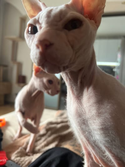In the foreground, the face of a Sphynx cat is captured in a close-up, low-angle shot. The cat's skin is a pale pinkish hue, with visible wrinkles and fine hairs. Its eyes are dark and wide open, and its ears are prominent and pointed. Behind this cat, another Sphynx cat is visible, slightly out of focus, in a standing or walking position. This second cat is also pale pink and has a similar appearance.
The cats are positioned on what appears to be a soft surface, possibly a couch or bed covered with a textured blanket or throw. In the background, there are hints of an indoor environment. Shelving units with decorative items are visible on the left, suggesting a living space. The lighting appears to be natural, coming from a window or overhead light, casting soft shadows. The overall scene is intimate and focuses on the cats. There is no information or visual evidence within the image to suggest a location in Krasnoyarsk, Russia.