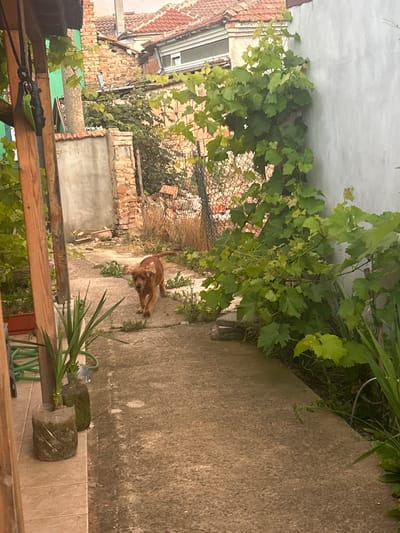 A medium-sized, light brown dog with floppy ears is walking on a concrete path in a backyard in Dobrich, Bulgaria. The dog is looking forward and its mouth is slightly open, with its tongue visible. The path is bordered by green plants and a white wall on the right, and a wooden structure with green foliage on the left. In the background, there are brick buildings with red-tiled roofs, a chain-link fence, and piles of bricks. The overall scene suggests a residential area with a somewhat overgrown and rustic appearance.