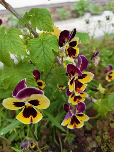 A close-up, eye-level shot captures several tricolor pansy flowers in bloom, set against a softly blurred background of green foliage and garden soil. The pansies are predominantly yellow and deep purple, with darker markings at the center of each petal. The flowers are clustered on thin, woody stems, with some green leaves visible. The overall impression is one of natural beauty and vibrant color, suggesting a garden setting. No people or animals are present in the image. The location is identified as Afanasyevo, Russia.