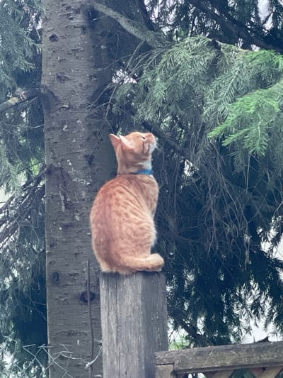 An orange tabby cat with a blue collar sits on a weathered wooden post in front of a large tree with dark green needles. The cat is looking upwards and to the right. The background consists of the tree trunk and branches, as well as foliage. The overall scene appears to be outdoors, likely in a natural or semi-natural environment. The location of Zarechny, Russia, is not evident from the image itself.