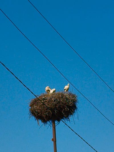 In Ustyvytsia, Ukraine, a stork's nest is perched atop a pole against a clear blue sky. Three storks, one adult and two young, are visible within the nest, which is constructed of twigs and branches. The adult stork stands on the right, facing left, while the two younger storks huddle together on the left side of the nest. The nest is partially obscured by three power lines that run diagonally across the frame. The scene captures a moment of natural life in a rural Ukrainian setting.
