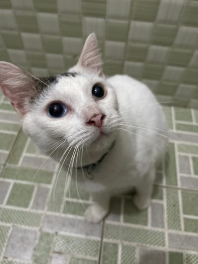 A high-angle, close-up shot captures a white cat with striking blue eyes looking directly at the camera. The cat has patches of black fur on its head and ears. Its whiskers are long and spread out. The cat appears to be wearing a light blue collar. The background is a tiled floor with a pattern of light green and grey squares. The lighting suggests it is daytime. The scene is indoors, likely in a home, given the tiled flooring. The cat's expression is curious and engaging, its gaze sharp and focused. There are no visible text elements in the image. The location context provided is Makassar, Indonesia.