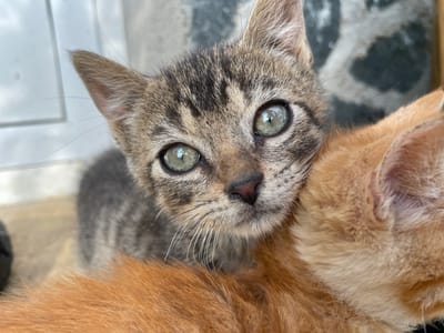 In Zlatograd, Bulgaria, a close-up shot captures a young tabby kitten with striking green eyes nestled against the warm orange fur of another cat. The kitten's head is turned towards the camera, its gaze direct and curious. The background is softly blurred, suggesting an outdoor setting, possibly a porch or patio, with hints of a white structure and a textured grey surface. The focus is entirely on the cats, highlighting the delicate details of the kitten's fur, whiskers, and the texture of the larger cat's coat. The interaction between the two felines appears peaceful and affectionate, with the kitten leaning into the comfort of its companion.