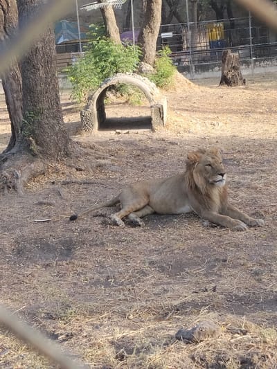 A male lion with a light brown mane lies on dry, tan earth and sparse, desiccated vegetation in an enclosure located in Garun Gawa, Nigeria. The lion is positioned in the midground, facing right and looking slightly upwards. In the left background, a large tree with exposed roots stands near a small, arched, concrete tunnel-like structure. Green shrubs are visible behind this structure. To the right of the tunnel, a bare tree stump is present on the dry ground. Further back, a chain-link fence separates the enclosure from other trees and structures, including a partially visible yellow and blue bin. The foreground is obscured by blurry, out-of-focus fencing elements. The scene is illuminated by natural light, indicating daytime conditions. No people are visible.