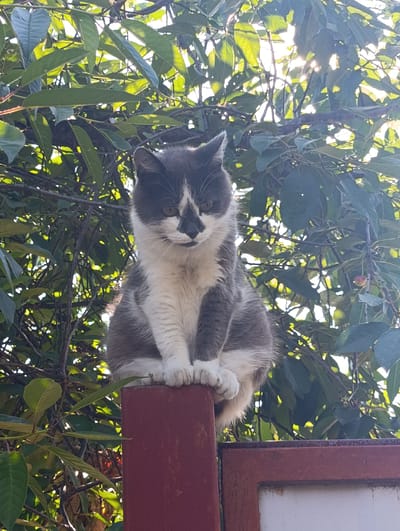 A black and white cat with grey markings sits perched on a reddish-brown metal fence post. The cat is facing forward, with its paws tucked beneath it. It has green eyes and a dark patch of fur on its nose. The background is filled with lush green leaves and branches, with sunlight filtering through, suggesting an outdoor setting in a tree or bush. The overall scene is one of a domestic animal in a natural environment. The image does not contain any identifiable landmarks or features that would allow for pinpointing a specific location within Chernihiv, Ukraine.