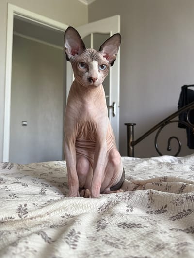 This media file features a hairless cat, likely a Sphynx, resting on a bed. The cat has striking blue eyes and wrinkled skin, a characteristic of its breed. It is positioned on a beige patterned comforter with a delicate leaf design. The background reveals a room with a light grey wall, a white door with a glass panel, and a hint of dark furniture, possibly a bed frame, with an ornate metal scroll detail. The lighting suggests it is daytime, and the overall atmosphere is relaxed and domestic. The cat's gaze is directed towards the viewer, conveying a sense of curiosity or mild surprise. The image is oriented vertically.