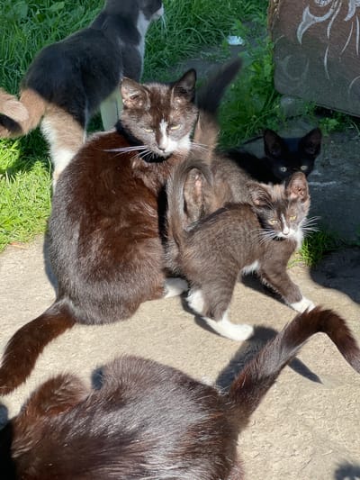 The image shows a group of four cats outdoors on a sunny day. Three of the cats are dark-colored with white markings, while one is entirely black. The cats appear to be a mother and her kittens. They are lying on a concrete surface, with some grass visible to the left. The black cat in the background is facing away from the camera, but its eyes are visible. One of the dark-colored cats is lying on its back, with its paws in the air, while another is curled up beside it. A third dark-colored cat is partially visible in the foreground on the right, with its tail extending into the frame. The image captures a peaceful moment of relaxation and play among the feline subjects. The lighting suggests it is daytime, likely morning or afternoon, given the strong shadows cast by the cats and the bright sunlight. The setting appears to be a backyard or a quiet outdoor area. There is no visible text in the image.
