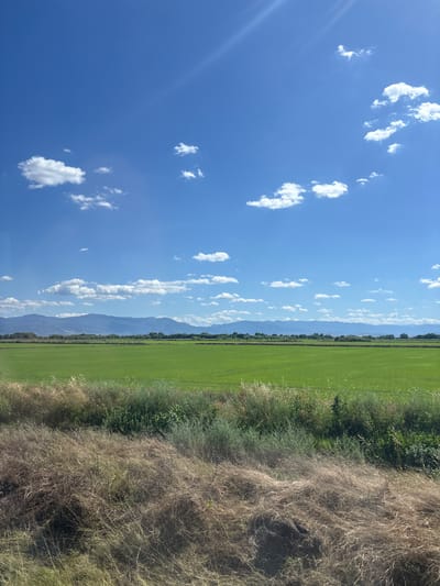 A bright, sunny day with a clear blue sky and scattered white clouds over a vast, green agricultural field. In the foreground, dry, brown grass borders the field, with some taller green plants interspersed. In the distance, a line of trees separates the field from a range of hazy blue mountains. The scene is devoid of any people or visible structures, suggesting a rural or agricultural setting in the outskirts of Voysil, Bulgaria.