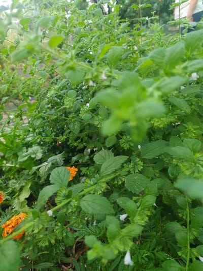 The image captures a close-up view of lush green foliage, primarily consisting of herbaceous plants with small, serrated leaves. Small white flowers are visible scattered throughout the greenery. In the foreground, several bright orange marigold flowers add a splash of color. The overall scene suggests an outdoor environment, likely a garden or natural area. The background is softly blurred, hinting at more vegetation and possibly structures or a person in the distance. The lighting appears to be natural daylight, and the plants seem slightly damp, suggesting recent rain or dew. The specific location of Baraboi, Ukraine, is not visually discernible from the image itself.