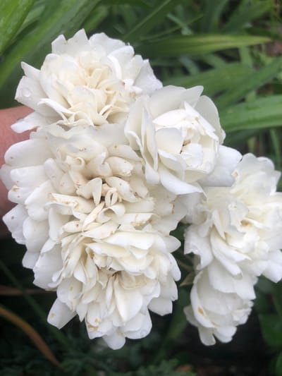 A close-up, outdoor, eye-level shot shows a cluster of white roses. The roses are mostly in bloom, with some petals beginning to wilt and show slight browning. Water droplets are visible on some of the petals. The background is blurred, consisting of green foliage. A person's finger is partially visible on the left side of the frame, gently holding the roses. This image was taken in Radomyshl, Ukraine.