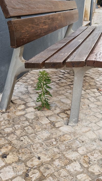 The image shows a young plant growing from the cobblestone pavement underneath a wooden slatted bench in Faro, Portugal. The bench has concrete legs. The plant is green and has many small leaves. The pavement is made of irregular light-colored stones. The background shows a grey wall. There are no people visible in the image.