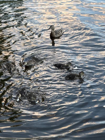 In the city of Chaykovsky, Russia, a group of mallard ducks are swimming on the surface of a body of water. The water reflects the surrounding environment, creating patterns of light and shadow on its surface. A mature mallard duck swims slightly apart from a cluster of five ducklings. The ducklings are close together, with some interacting. The scene is captured from a high angle, looking down on the ducks.