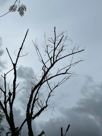This media file captures a silhouetted view of a bare tree with intricate branches against a cloudy, overcast sky. The perspective is looking upwards, emphasizing the stark, skeletal forms of the tree against the muted tones of the sky. Dark, heavy clouds dominate the upper right portion of the image, suggesting impending rain or a storm. On the far right, a portion of a modern street lamp or light fixture is visible, also silhouetted against the sky. In the lower left, a small cluster of delicate, fern-like leaves provides a contrasting texture and lighter shade to the dominant dark branches. The overall mood is somber and perhaps a little dramatic, due to the dark clouds and the bare, jagged branches of the tree. The time of day is unclear, but the lighting suggests it could be late afternoon or a very cloudy day. There are no visible people or text. The location context indicates Kathu, Thailand.