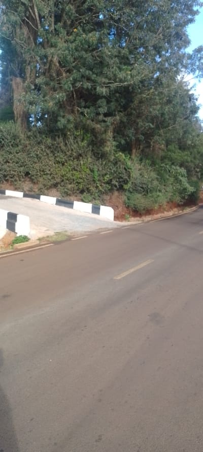 The image captures an outdoor scene featuring a road, a paved ramp, and dense vegetation under a clear sky.
In the foreground and extending towards the right, there is a dark asphalt road. A faded yellow dashed line is visible in the middle of the road, and a faint white dashed line runs along its left edge, marking a shoulder or boundary. The road surface appears somewhat worn.
On the left side of the image, there is a light-colored, possibly concrete, paved area that resembles a ramp or an entrance. This paved structure has a low barrier or curb along its visible edge, which is distinctly painted with alternating black and white stripes. A small patch of green grass or weeds grows at the base of this paved area on the left.
Behind the paved ramp and along the side of the road, there is a substantial amount of lush green vegetation. A dense line of bushes or a hedge forms a natural boundary, with reddish-brown soil visible beneath them in some areas. Above and behind these bushes, large, mature trees with numerous dark green leaves and visible branches fill the upper portion of the image. Small, sporadic yellow specks, potentially flowers or new leaves, can be seen within the tree canopy. Patches of clear blue sky are visible through the gaps in the foliage, particularly towards the upper right corner.
The lighting suggests it is daytime, with bright but not harsh illumination, indicating either morning or late afternoon. No people, animals, or vehicles are visible in the frame. The overall scene depicts a quiet, green roadside environment.