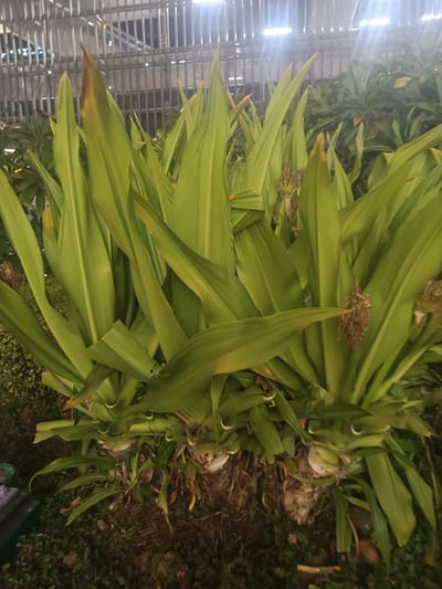 The image captures a vibrant green plant in an urban setting, likely at night, given the artificial lighting. The main subject is a large, bushy plant characterized by numerous long, broad, strap-like leaves of a rich green color. Some of these leaves show signs of yellowing or browning at their tips, suggesting maturity or minor environmental stress. Dried flower stalks or seed pods, light brown and shriveled, are visible among the foliage, particularly towards the center and right side of the plant.

At the base of the main plant, bulbous or thick rhizomatous structures are discernible, partially covered by soil and smaller, darker green ground cover. This ground cover also extends around the main plant.

In the background, a light-colored, slatted structure, possibly metal or concrete, stands tall, suggesting part of a building facade, fence, or overhead bridge. Bright artificial light sources are visible above and behind this structure, casting strong glare and illuminating the scene from behind the plants, creating highlights on their leaves. The overall darkness surrounding the illuminated areas confirms the nighttime setting.

No human activity or individuals are present in the image. There is no visible text. The scene depicts a landscaped area within an urban environment, reflecting a common sight in places like Mumbai, India, where greenery is often incorporated into built surroundings.