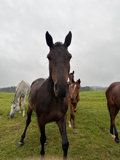 The image depicts several horses in an open, grassy field under an overcast sky. In the foreground, a dark brown horse is positioned centrally, facing the camera with its head slightly lowered. To its left and further back, a lighter colored horse, possibly grey or white, grazes with its head down. To the right of the central horse, two smaller, brown horses are visible, one slightly behind the other, both facing the camera. The background shows a line of trees on the horizon. The location is specified as Galinė, Lithuania.