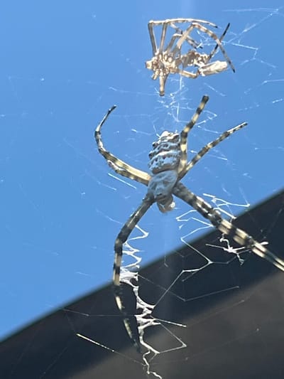 Two spiders are visible on a web against a bright blue sky. One spider, larger and in focus, is positioned in the lower right quadrant of the image, with its legs spread wide. Its abdomen is bulbous and white with black markings, and its cephalothorax is pale grey. The other spider, smaller and out of focus, is higher and to the left, appearing to be a dried husk or exoskeleton. The web is intricate and catches the light, with some areas appearing thicker and more structured than others. A dark, diagonal line, possibly a shadow or the edge of an object, cuts across the lower portion of the image. The scene is outdoors, with no indication of urban environment or specific location within Krasnyye Barrikady, Russia.