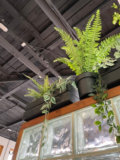 This is a photograph taken from below, looking upwards at a ceiling and some hanging plants. The ceiling appears to be constructed of dark wood planks with black painted wooden beams. Several pipes and conduit systems are visible, running along the ceiling.
In the foreground, there are several planters containing artificial ferns and other greenery. One large, black pot holds a bushy fern. To its left, two rectangular, dark planters hold smaller, feathery ferns with some variegated leaves. A trailing vine with green leaves hangs down from the planter on the right.
Below the planters, a wooden frame surrounds a section of glass blocks, which are translucent and slightly textured, obscuring whatever is behind them.
The overall impression is of an indoor space, possibly a restaurant, cafe, or retail establishment, with a modern industrial-chic aesthetic, incorporating elements of nature through artificial plants.
The location of this image is not determinable from the visual information provided.