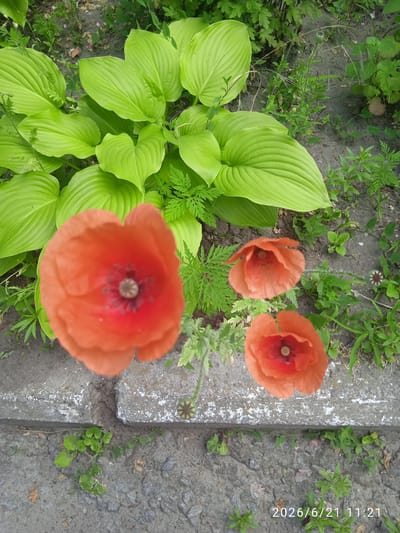 In Vlasivka, Ukraine, a ground-level, outdoor scene showcases three vibrant orange poppies in bloom, their petals slightly blurred due to the shallow depth of field. The poppies are positioned in the foreground, with the largest one dominating the left side of the frame and two smaller ones to its right. Behind the flowers, a lush cluster of large, bright green hosta leaves provides a verdant backdrop. The ground is a mix of grey concrete edging and dark soil scattered with small green plants and dried leaves. A single poppy seed pod is visible on a thin stem between the two smaller poppies, suggesting the natural cycle of the plants. The scene is illuminated by natural daylight.