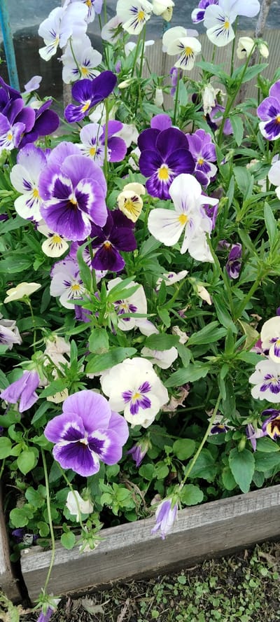 A medium-shot, eye-level, vertical photograph captures a dense cluster of blooming pansies in a garden bed located in Volchansk, Russia. The pansies exhibit a variety of colors, predominantly deep purple, white, and lighter shades of violet, with many featuring distinct dark markings and yellow centers. The flowers are arranged closely together, with their petals overlapping and stems supporting them amidst green foliage. The foreground of the image shows the edge of a weathered wooden planter box, filled with soil and a scattering of fallen leaves and small green plants. The background is a blur of green leaves and some of the pansies, suggesting a natural, outdoor setting. The lighting appears to be natural daylight, casting soft shadows and highlighting the textures of the petals and leaves. There are no people or animals visible in the frame.