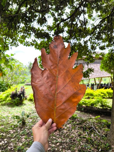 A person is holding a large, dried, brown leaf in their hand. The leaf is shaped somewhat like an oak leaf, with distinct lobes. The person is wearing a gray long-sleeved shirt. In the background is a lush, green garden setting with various plants and trees. There is a building with a thatched roof and open sides, appearing to be a restaurant or pavilion, nestled among the greenery. The location is in Sidemen, Indonesia, based on the environment and building style. The foreground is covered with grass, and the leaf obscures some of the background details.