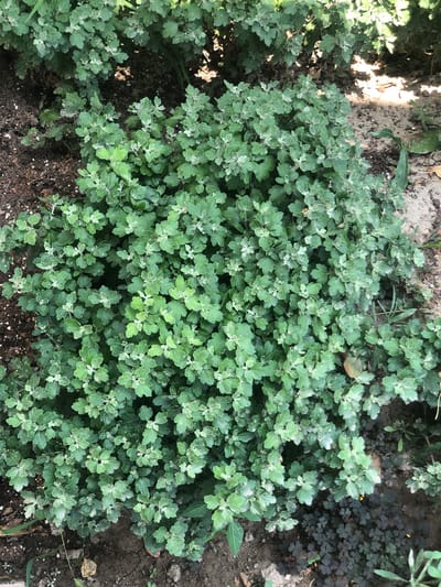 The image shows a dense, low-lying green shrub with small, lobed leaves. The shrub is planted in a patch of dark soil with some scattered dry leaves and small pebbles. To the right of the shrub, there is an area of lighter, sandy soil. In the lower right portion of the image, a small patch of dark purple clover-like plants is visible. The overall impression is of a garden bed, possibly in a park or residential area. The image does not contain any people or discernible structures that would indicate a specific location within Tashkent, Uzbekistan.