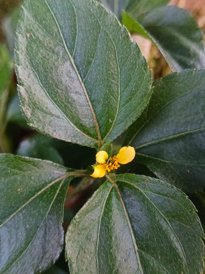 This close-up image, captured in the city of Tobanda, Sierra Leone, features a section of a plant displaying dark green foliage and a small yellow flower. Multiple ovate leaves with prominent, lighter green venation and subtly serrated margins are visible, exhibiting a textured, possibly pubescent, surface. A single small flower cluster is centrally positioned, characterized by several bright yellow petals and numerous distinct yellow-orange stamens. The immediate background consists of blurred, dark green vegetation, indicating a dense natural environment. No human subjects, animals, or man-made objects are present.