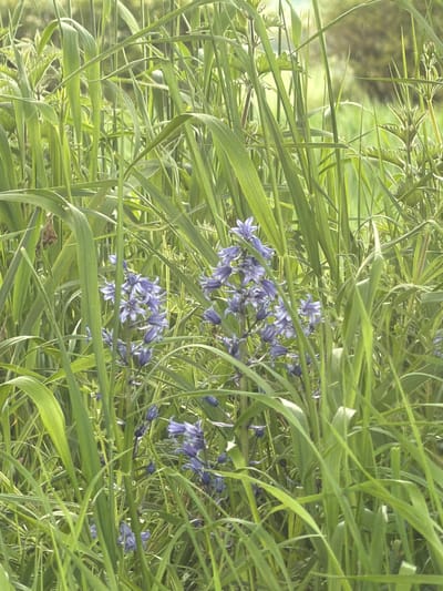 The image shows a patch of bluebells growing amongst long green grass. The scene is in an outdoor, natural environment, presumably in the city of Pity Me, United Kingdom. There are no people visible. The primary objects are the bluebells and the grass, which are intermixed. There are no visible actions or interactions occurring in the frame. The environment is verdant and suggests a natural setting.