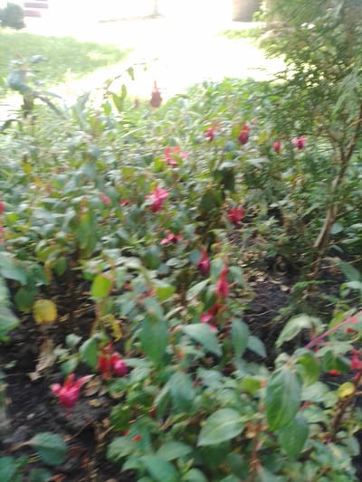 The image depicts a close-up view of a flower bed filled with numerous fuchsia flowers and green foliage. The flowers exhibit vibrant pink and red hues, with their characteristic drooping petals. The foliage is lush and green, creating a dense ground cover. The soil beneath the plants is dark and appears to be mulched. In the background, a blurry expanse of green grass and a hint of a building or structure are visible, suggesting an outdoor urban setting. The lighting is bright, with some areas appearing overexposed, possibly indicating sunlight filtering through trees. The overall impression is that of a well-maintained garden or park. The presence of fuchsia flowers indicates that this scene is likely located in a region with a temperate climate. Given that Myrhorod, Ukraine has a temperate continental climate, this setting is consistent with a location in that city.