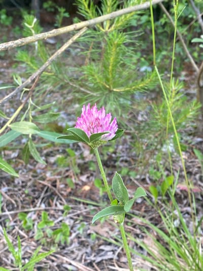 A close-up, eye-level shot focuses on a single pink clover flower. The flower's head is composed of numerous small, delicate petals and is supported by a green stem with two visible trifoliate leaves. The background is blurred, showing green pine needles, dry grass, and fallen branches, suggesting a natural, outdoor environment. The lighting appears to be natural daylight. The image does not contain any people or any identifiable landmarks that would indicate its location in Yekaterinburg, Russia.