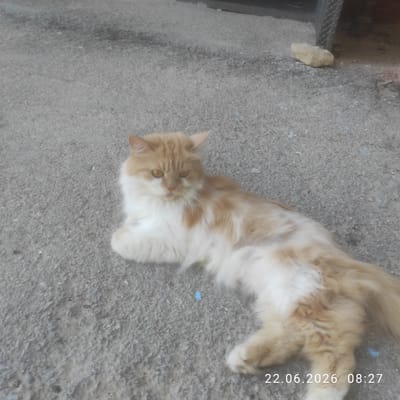 An orange and white fluffy cat is lying on a grey asphalt surface. The cat is facing towards the left side of the frame, with its head turned to look directly at the camera. Its eyes are open and yellow. The cat's fur is long and appears to be a mixture of light orange and white patches. The asphalt surface has some small pebbles and a few scattered blue specks. In the background, there is a dark grey metallic structure with a textured surface on the right side. A light-colored, irregularly shaped rock is also visible on the asphalt near the metallic structure. A timestamp in the bottom right corner reads "22.06.2026 08:27". The scene appears to be outdoors, possibly in a street or courtyard.