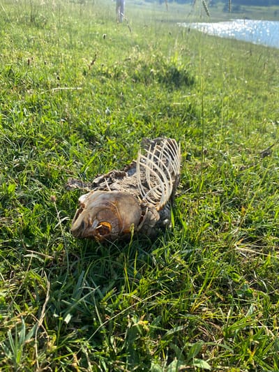 The media file depicts a decomposed fish skeleton lying on a grassy area. The fish is positioned lengthwise, with its head and visible rib cage prominent against the green blades of grass. The surrounding vegetation appears to be natural and somewhat overgrown. In the background, a body of water, likely a lake or river, is visible. The water's surface reflects sunlight, creating a shimmering effect. The scene suggests an outdoor environment, possibly a lakeside or riverbank, in a rural setting. The sunlight indicates it is daytime, likely with clear or partly cloudy weather. There are no people visible in the image, nor any text. The image captures a natural, albeit somber, scene of decay in a landscape.