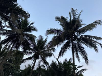 This media file captures a cluster of palm trees silhouetted against a pale blue sky. The image is taken from a low angle, looking upwards into the fronds of several coconut palms. The leaves are dark and detailed, with some showing signs of wear and tear. In the background, other tropical foliage can be seen peeking through the gaps in the palm trees. There are some coconuts visible on one of the palm trees, indicating it is likely a coconut palm. The sky suggests it is either early morning or late evening, as there are no harsh shadows and the light is soft. The weather appears to be clear with a few wispy clouds. The setting is clearly tropical, and the presence of palm trees strongly suggests a coastal or island location, consistent with Ubud District, Indonesia, a region known for its lush vegetation and tropical climate. No people or objects are visible. No text is present in the image.