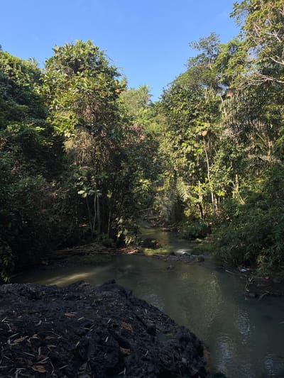 The image depicts a serene natural landscape. A narrow, calm river flows through a dense, lush forest. Sunlight filters through the thick canopy of trees, casting dappled patterns on the water and the forest floor. The riverbanks are lined with vibrant green foliage, including tall trees, smaller plants, and some bamboo. In the foreground, to the left, a dark, rocky formation is visible, partially covered with dry leaves. The water itself appears murky and reflects the surrounding greenery. The sky above is a clear, bright blue. The scene suggests a tranquil, untouched natural environment, likely a tropical setting given the vegetation. This location could be a part of the natural environment surrounding the city of Kerambitan in Indonesia, known for its agricultural landscapes and some natural attractions. There are no people, animals, or man-made structures visible in the image.