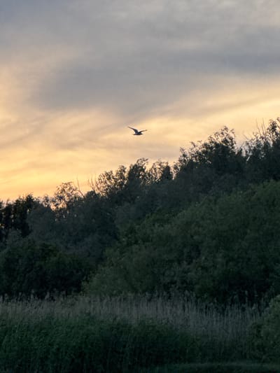 An atmospheric landscape photograph captures a solitary bird in flight against a soft, hazy sky. The sky transitions from a pale, warm orange near the horizon to a muted grey overhead, suggesting either dawn or dusk. Below the sky, a dense line of dark green trees forms a rolling hill. The foreground is occupied by a blurred expanse of tall grass or reeds, hinting at a marshy or watery area. The image composition draws the eye upwards to the silhouetted bird, which is positioned in the upper middle section of the frame, its wings outstretched in mid-flight. The overall mood is serene and naturalistic. The location is identified as Tallinn, Estonia.