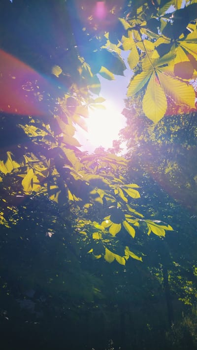 The image depicts a low-angle view looking up through the canopy of leafy trees, illuminated by bright sunlight. The sun is partially obscured by the leaves, creating lens flare and light rays that streak across the frame in shades of purple and blue. The leaves are a vibrant green, with some areas appearing almost yellow from the intense light. The background is a mix of dappled shadows and brighter patches of sky and foliage. The overall impression is one of a sun-drenched natural setting, possibly a park or a wooded area. There are no people or discernible man-made structures visible in the frame. The specific location in Horishni Plavni, Ukraine, cannot be determined from the visual information alone, as the image captures a generic natural scene.