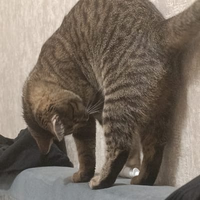 A brown tabby cat stands on a blue surface, head bent low as it grooms its chest. Its tail extends vertically from its back, a slight blur indicating movement. The cat's coat is marked with dark stripes. A dark cloth is visible to the left. A section of light patterned wall serves as the backdrop. A small white object is visible under the cat, between its legs.