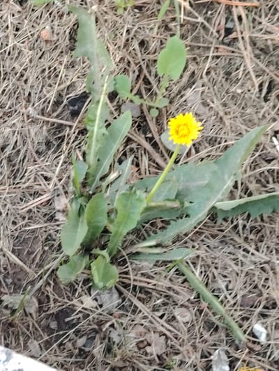 The image shows a single yellow dandelion flower with green leaves growing from a patch of dry, brown grass and soil. The dandelion is positioned slightly to the right of the center of the frame, with its bloom facing upwards and to the left. The surrounding environment appears to be a natural or semi-natural outdoor setting, possibly a park or a patch of undeveloped land. There are no visible people or man-made structures that would indicate a specific location within the city of Astana, Kazakhstan. The ground cover is predominantly dried grass and some loose soil.