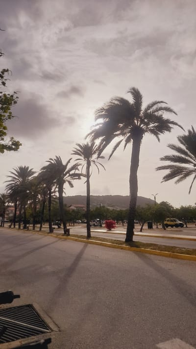A row of palm trees lines a paved road in Pedro González, Venezuela. The sky is overcast with diffused sunlight. Buildings and a hill are visible in the background. Several cars are parked in a lot behind the palm trees, and a bright red bush stands out among the greenery. A storm drain is visible in the foreground.