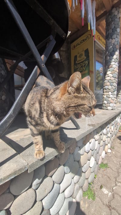A brown tabby cat sits on a black metal chair and yawns, with its mouth open wide, as seen from above. The cat's back is primarily visible. Its front paws extend onto a light gray stone ledge. Behind the cat is a "Happy Day" drink advertisement, with colorful umbrellas visible to the left. The scene takes place outdoors, with the background featuring a stone-covered wall or ground, characteristic of the city of Batumi, Georgia.