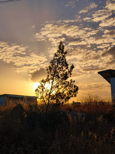 The image captures a dramatic sunset or sunrise over a landscape in the Lachish Regional Council, Israel. A tall, slender pine tree stands prominently in the center-left, its dense needles and branches silhouetted against the bright, golden light of the low sun. The sun itself is partially obscured by clouds and the tree, creating a strong backlighting effect.
The sky is a dominant feature, filled with an array of altocumulus clouds. Closer to the horizon, these clouds are brilliantly lit with warm golden and orange hues, transitioning to softer grays and blues higher up. Faint crepuscular rays are visible emanating from behind the clouds and the tree.
The foreground is dominated by dense, dry, wild grasses and shrubs, appearing mostly as dark silhouettes due to the backlighting. Occasional glints of golden light catch individual leaves or stalks, adding texture to the shadowed vegetation. Some rocks are also visible amidst the growth.
In the background, on the left, a low, rectangular building with a light-colored roof is partially visible, also in deep shadow. On the far right, a segment of another, lighter-colored structure with an angled roof can be seen. A thin power line stretches across the upper left corner of the frame.
The overall color palette is dominated by warm yellows and oranges from the sky, contrasting with the dark silhouettes of the foreground and midground. There are no people visible in the scene, nor any discernible text. The setting evokes a sense of natural beauty and tranquility during the golden hour in a semi-arid, rural environment, consistent with the provided location context.