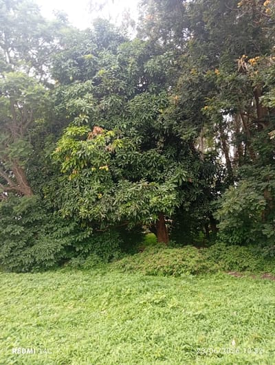 The image depicts a lush green field in the foreground, with a dense cluster of trees and foliage in the background. The trees appear to be mature, with a variety of leaf shapes and sizes. Some of the trees bear fruit, which appear to be small and green, possibly mangoes. The overall scene suggests a natural, undeveloped area. The watermark at the bottom left indicates the device used to capture the image is a "REDMI 14C," and the timestamp at the bottom right reads "23/06/2026 10:32." There are no people or animals visible in the image. The location is specified as Du, Nigeria.